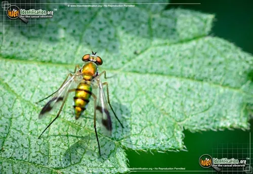 Long-legged Fly - photo 6