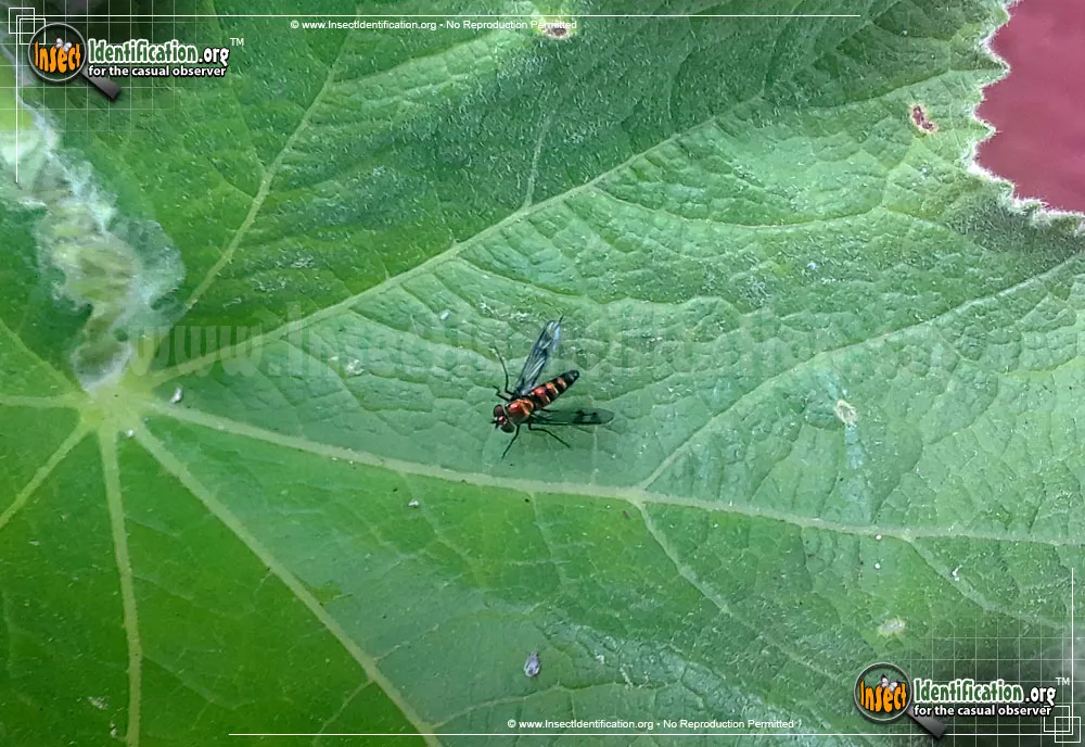 Long-legged Fly - photo 7