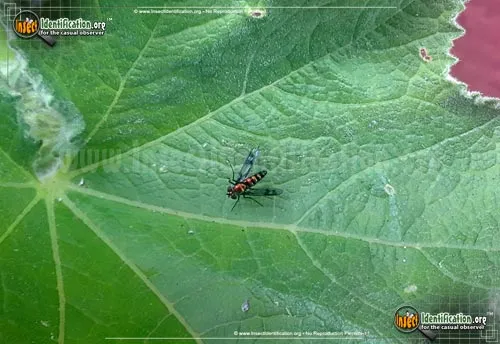 Long-legged Fly - photo 8