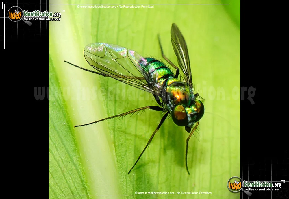 Long-legged Fly - photo 2
