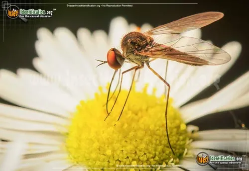 Long-legged Fly - photo 3