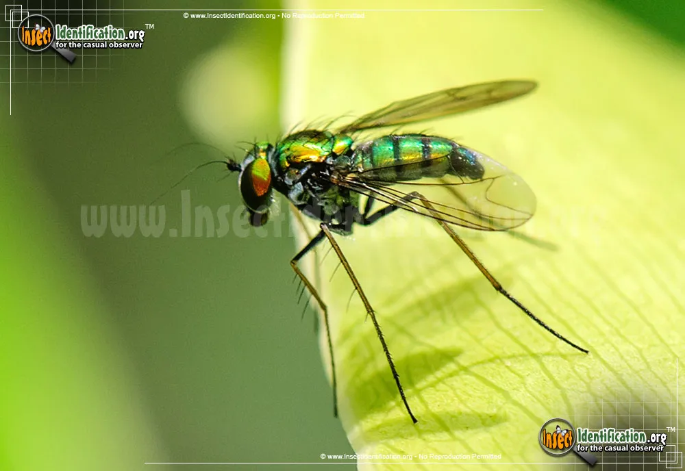 Long-legged Fly - photo 4