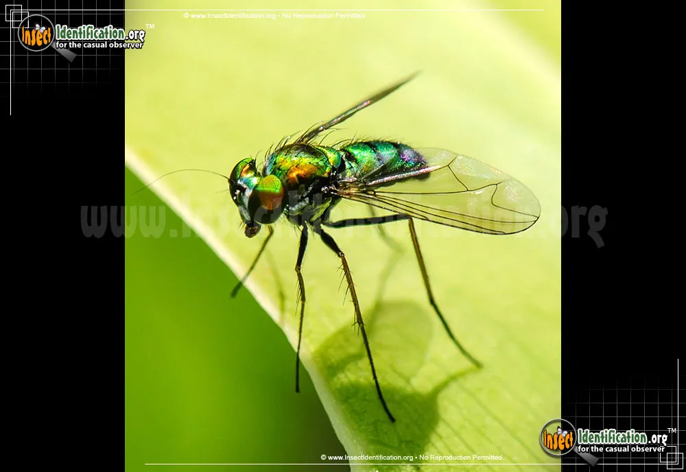 Long-legged Fly - photo 6