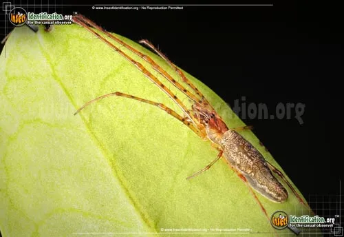 Long-jawed Orb Weaver - photo 2
