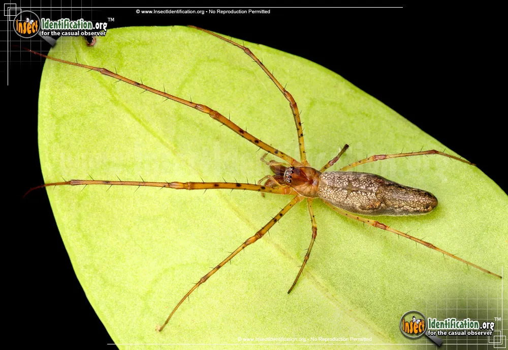 Long-jawed Orb Weaver - photo 3