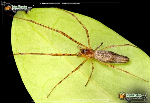 Long-jawed Orb Weaver - photo 4