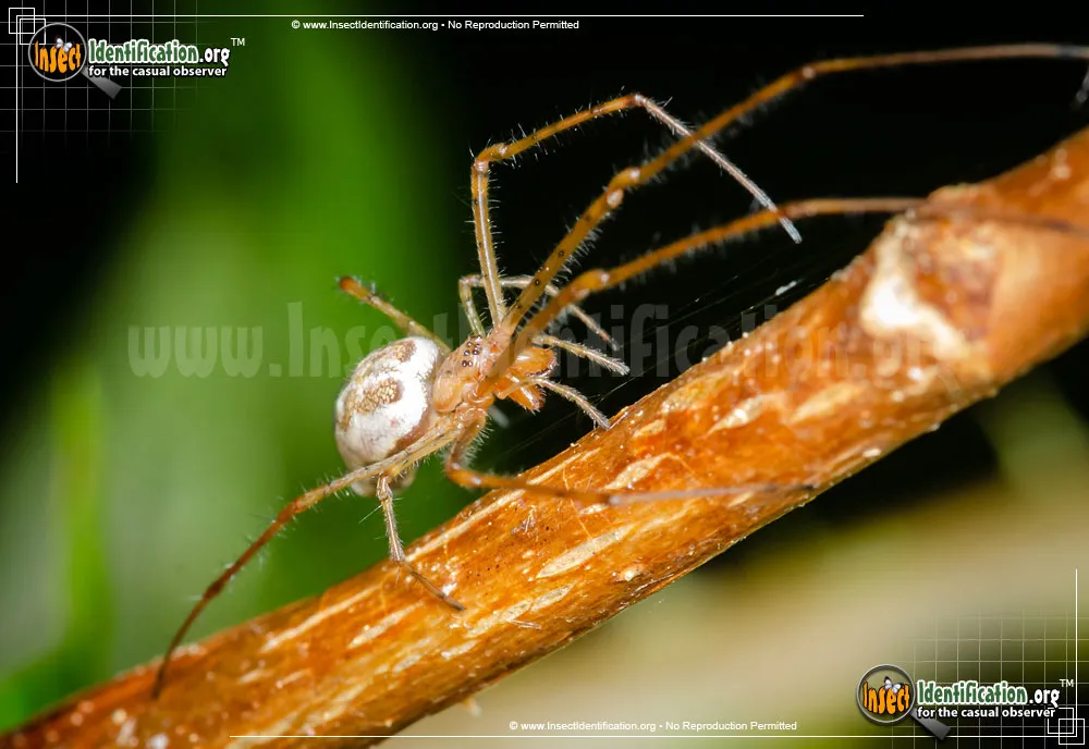 Long-jawed Orb Weaver - photo 5