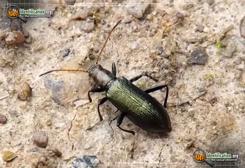 Long-jointed Beetle - photo 2