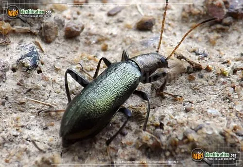 Long-jointed Beetle - photo 4
