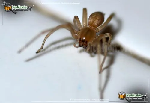 Long-legged Sac Spider - photo 2
