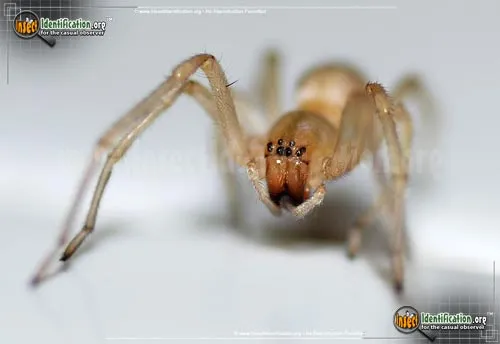 Long-legged Sac Spider - photo 4