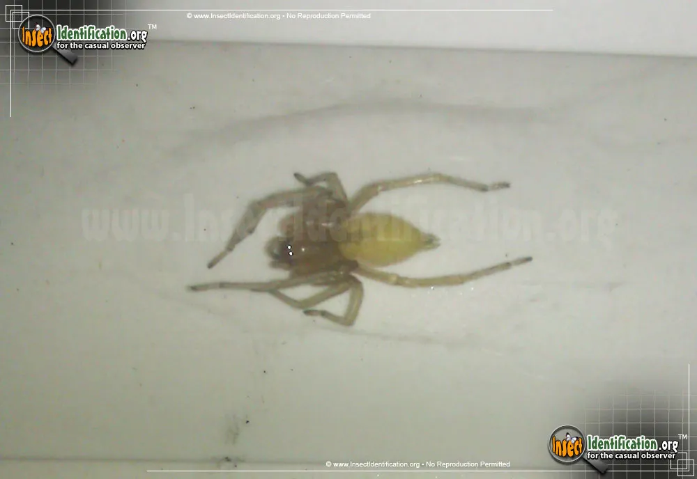 Long-legged Sac Spider - photo 5