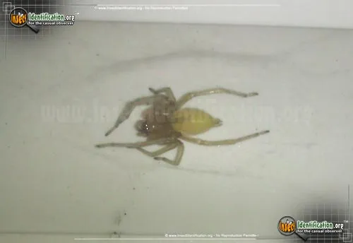 Long-legged Sac Spider - photo 6