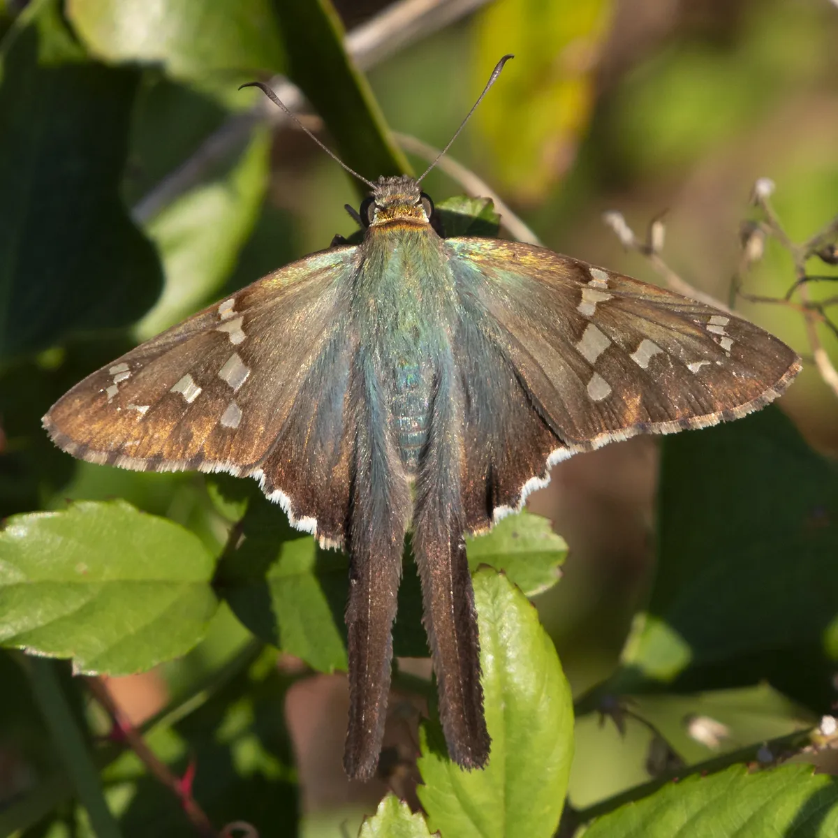 Long-tailed Skipper - photo 3