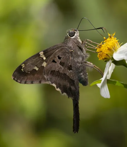 Long-tailed Skipper - photo 4
