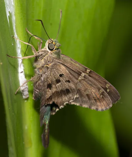 Long-tailed Skipper - photo 5