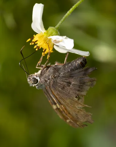 Long-tailed Skipper - photo 6