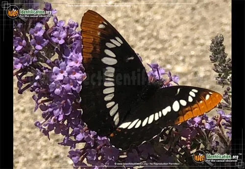 Lorquin's Admiral - photo 2