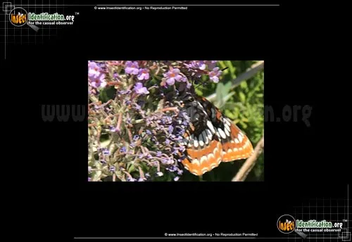 Lorquin's Admiral - photo 4