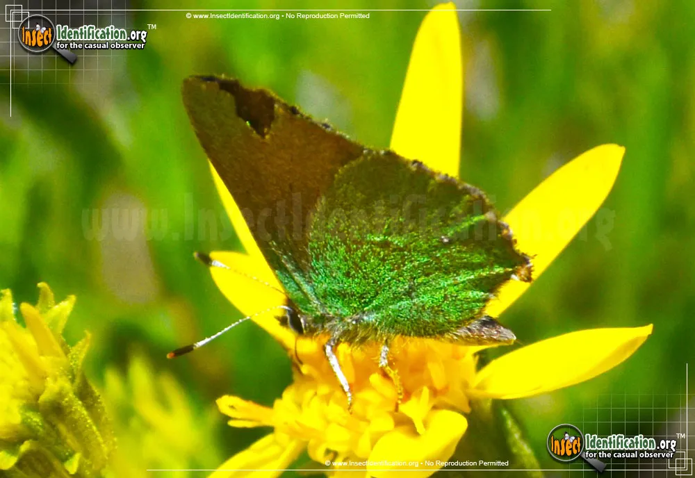 Lotus Hairstreak Butterfly