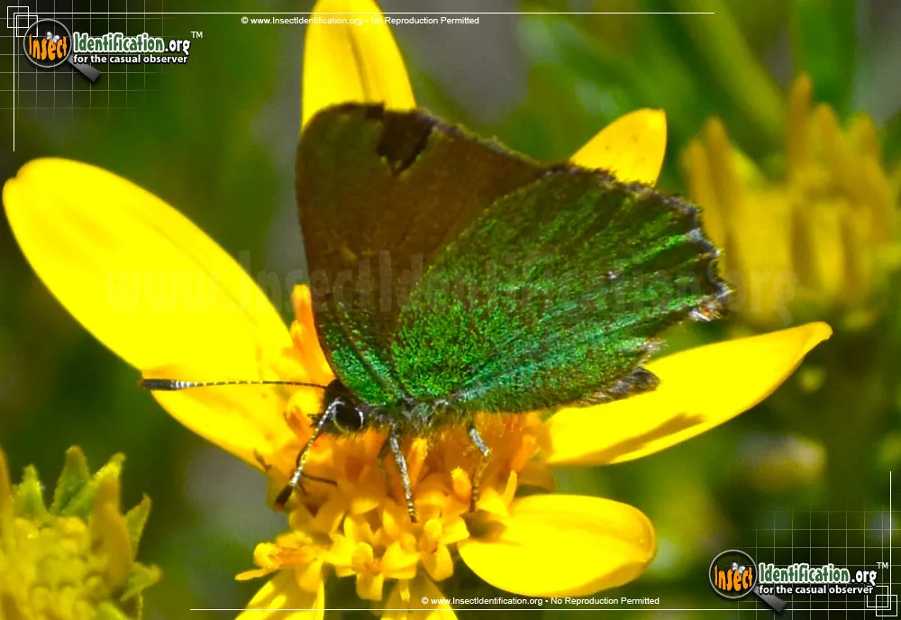 Lotus Hairstreak Butterfly - photo 3