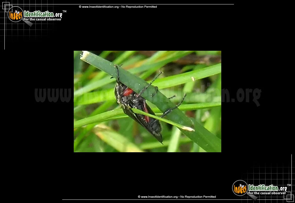 Lovebug - photo 3