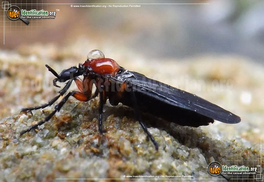 Lovebug - photo 6