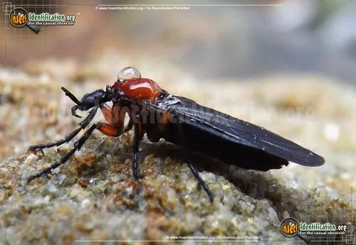 Lovebug - photo 7