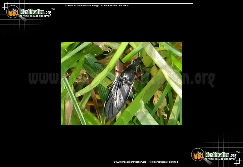 Lovebug - photo 8