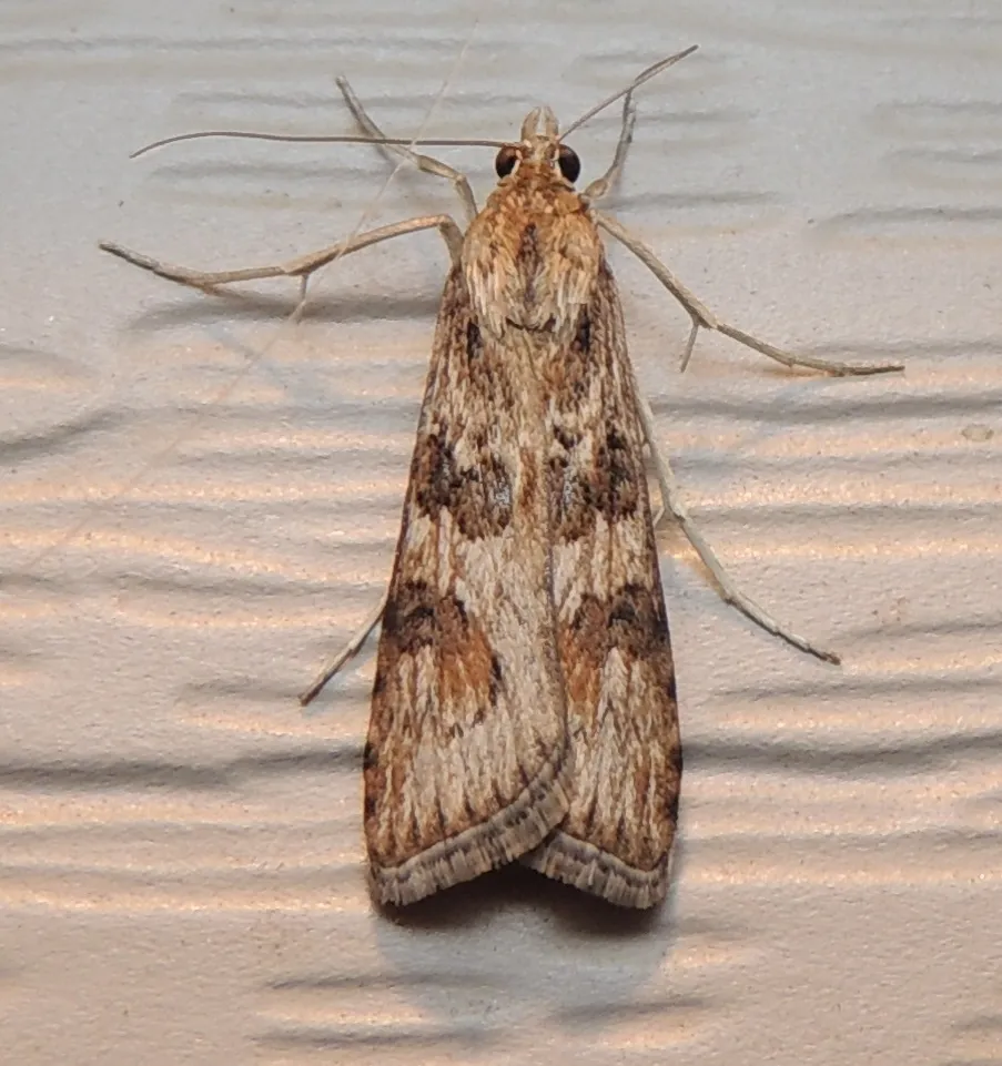 Lucerne Moth - photo 3