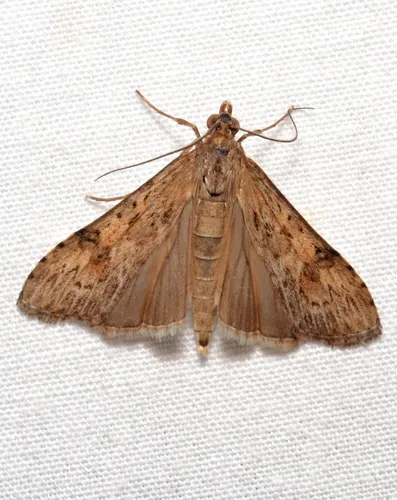 Lucerne Moth - photo 4
