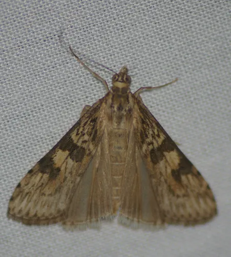 Lucerne Moth - photo 5
