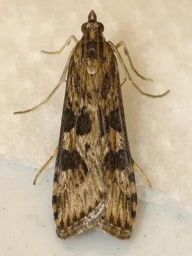 Lucerne Moth - photo 6