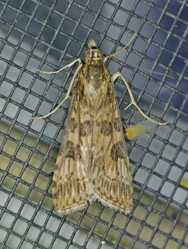 Lucerne Moth - photo 7