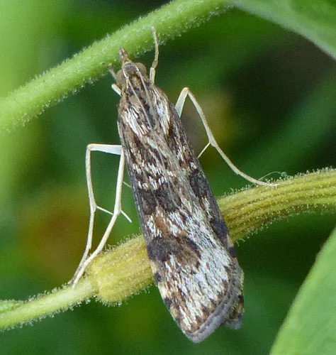 Lucerne Moth - photo 8