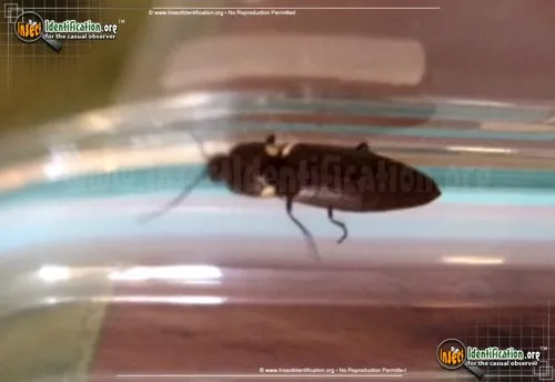 Luminescent Click Beetle - photo 2