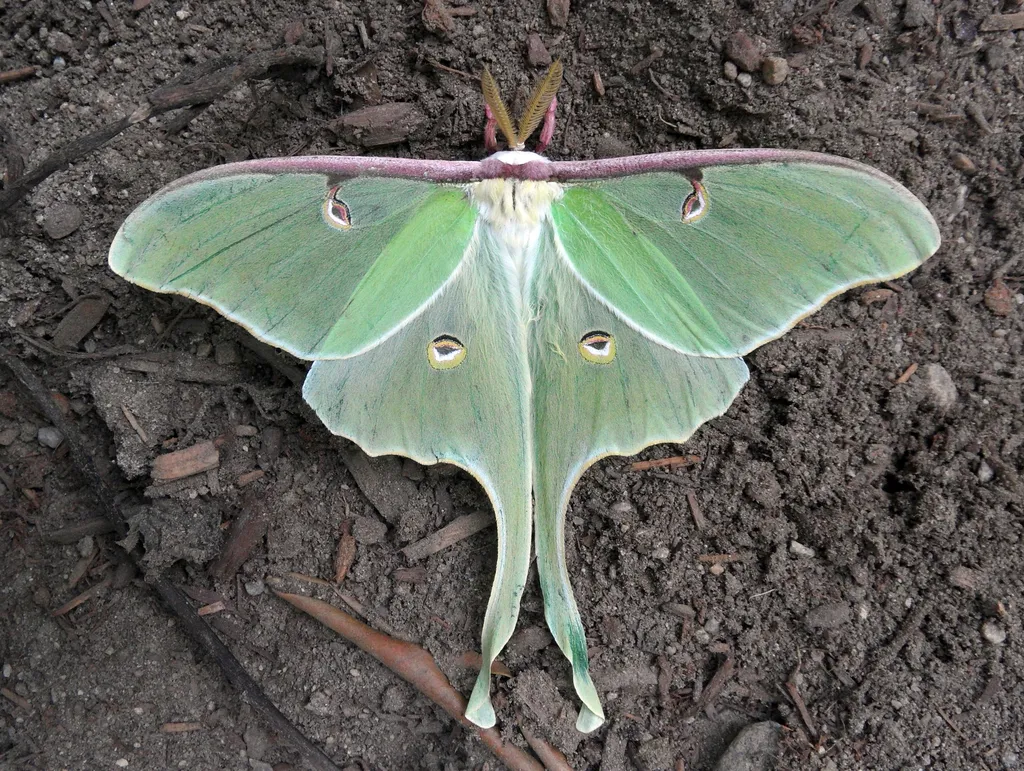 Luna Moth - photo 2