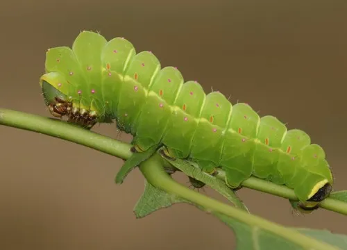Luna Moth - photo 3