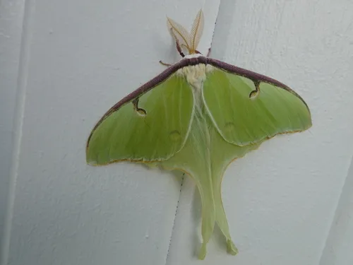 Luna Moth - photo 4
