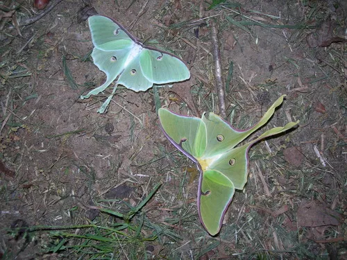 Luna Moth - photo 5