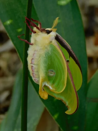 Luna Moth - photo 8