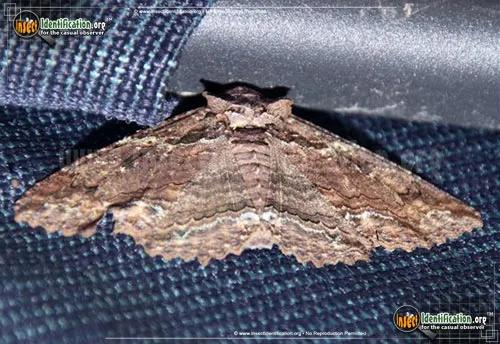 Lunate Zale Moth - photo 2