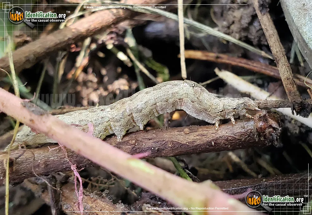 Lunate Zale Moth - photo 3