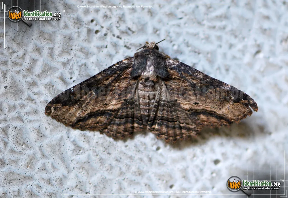Lunate Zale Moth - photo 5