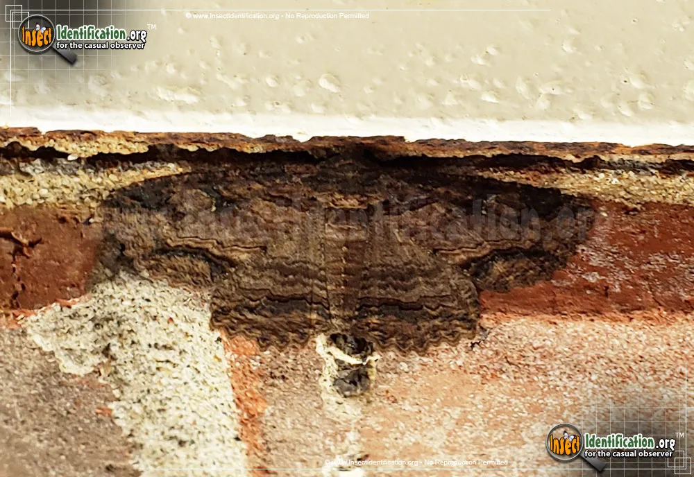 Lunate Zale Moth - photo 7