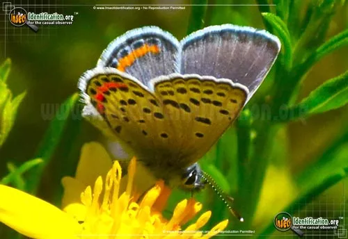 Lupine Blue Butterfly - photo 2