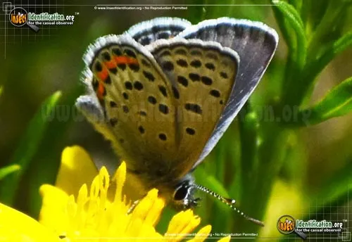 Lupine Blue Butterfly - photo 4