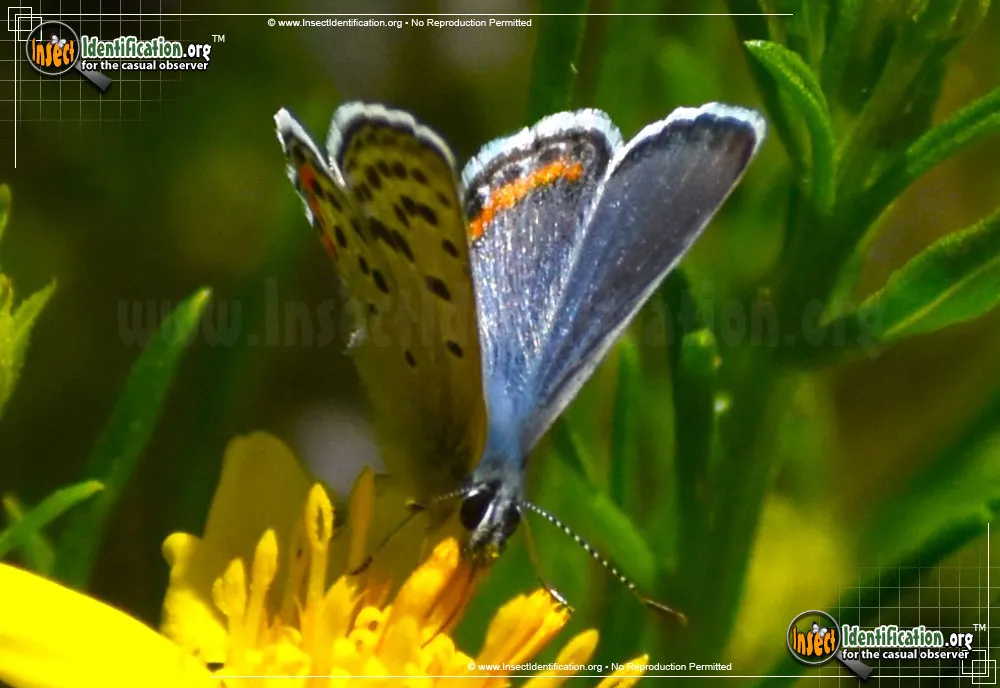 Lupine Blue Butterfly - photo 5