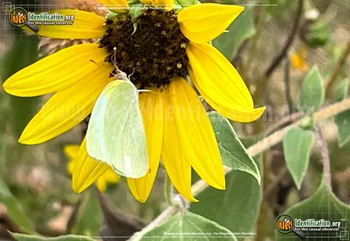 Lyside Sulphur Butterfly - photo 2
