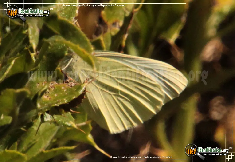 Lyside Sulphur Butterfly - photo 3